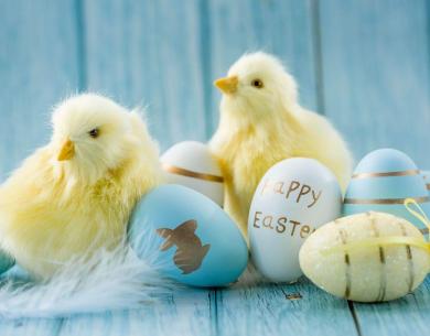 Chicks and colorful eggs on blue background, Easter theme.