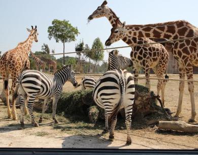 Zebre e giraffe in un recinto allo zoo.