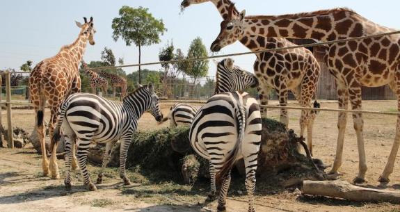 Zebre e giraffe in un recinto allo zoo.